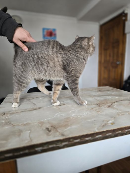 Котик в добрі ручки!