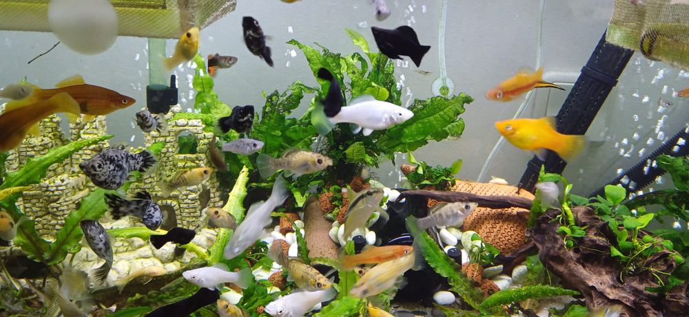 Vendo mollys VARIADOS