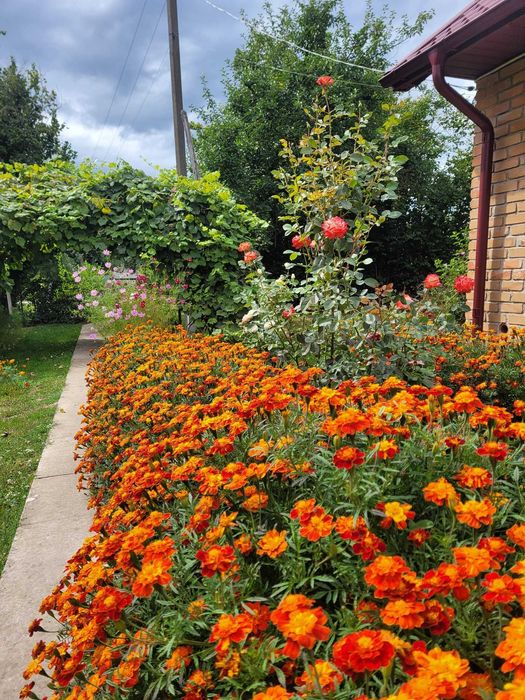 Продам Будинок Пальче