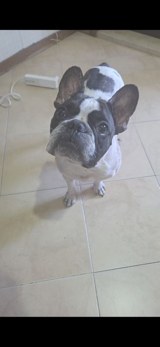 Petsitter,passeios e cuidados513895168475801602