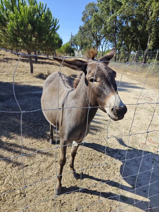 Vendo burrinha 3anos