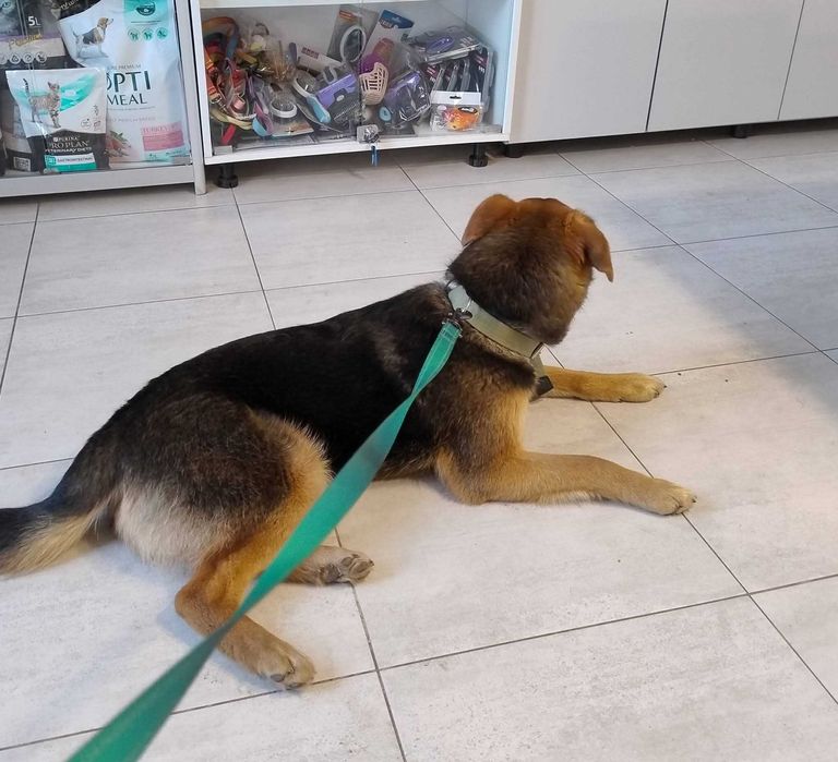 Віддам цуценя в сім'ю