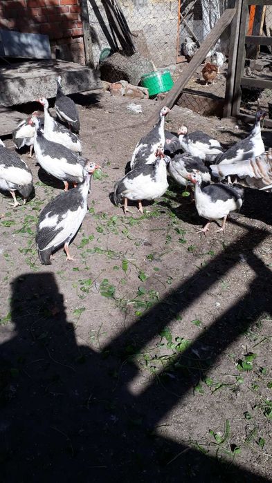 Продам цесарів на утримання.