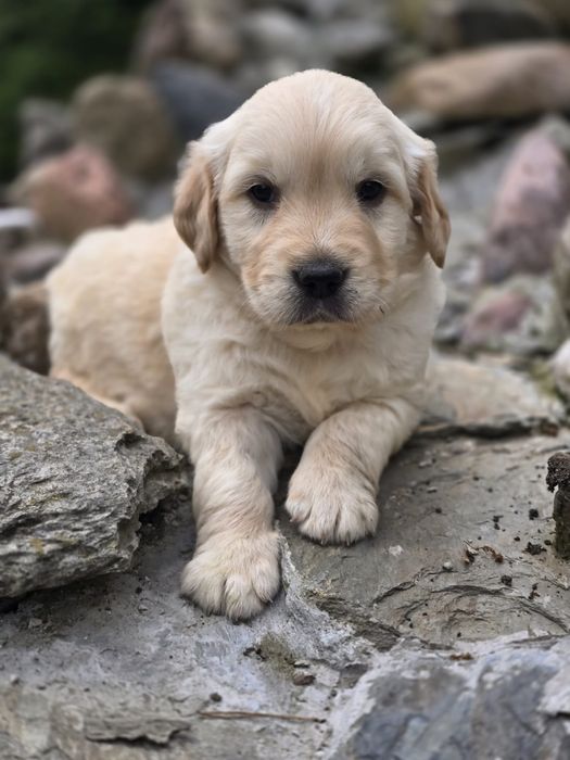 Golden Retriever piesek szczenięta do rezerwacji