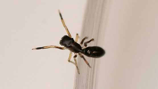 Pająk skakun Myrmarachne formicaria