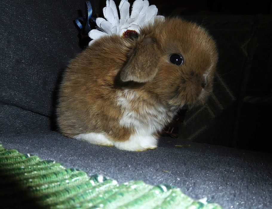 Śliczne króliczki Mini Lop