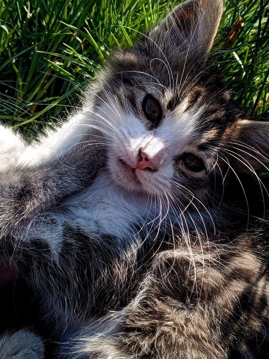 Віддам чудових кошенят