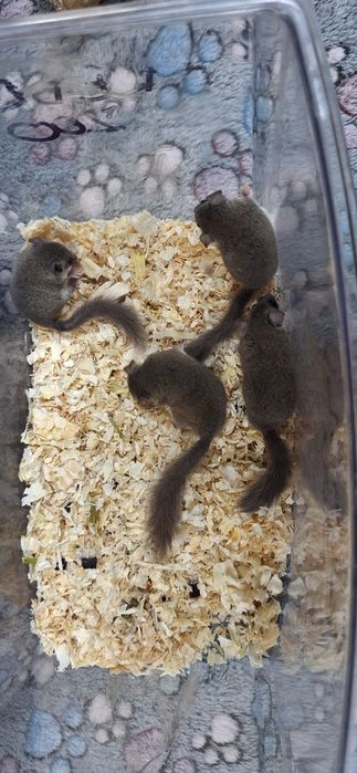 Popielice afrykańskie młode