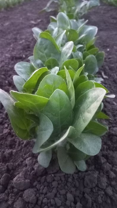 Розсада табака кріпкого