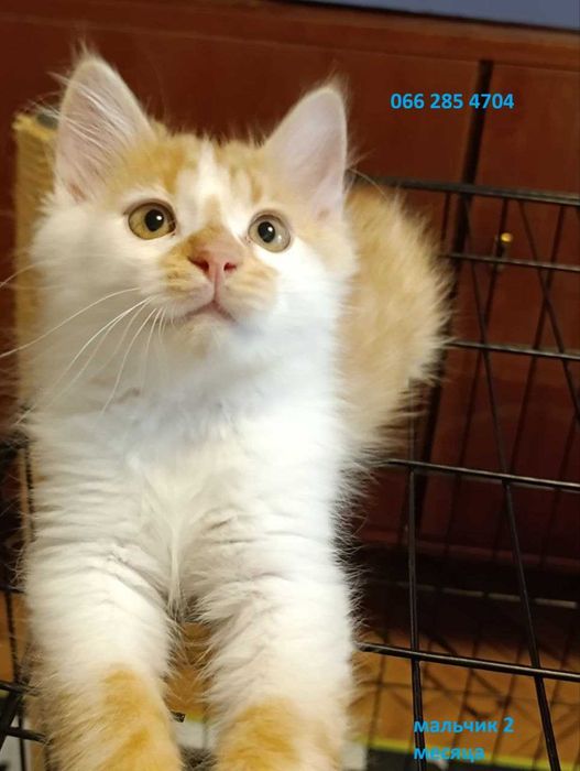 Котята красивые котики  бесплатно