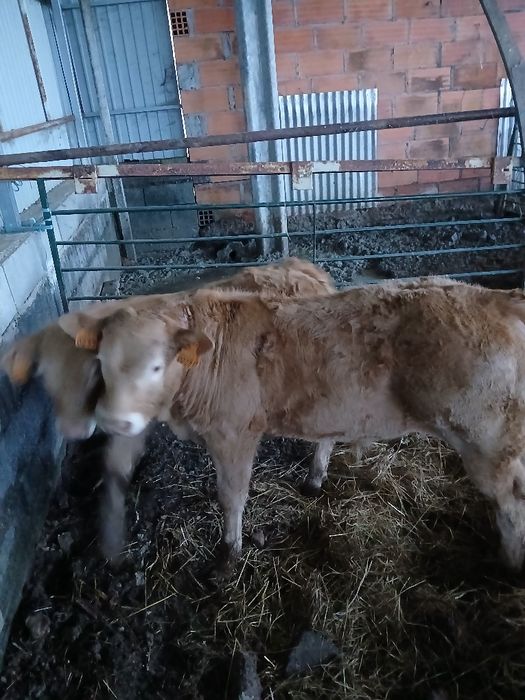 Venda de vitelos para engordar