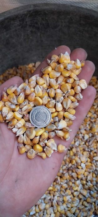 Kukurydza ziarno suszone 10 kg