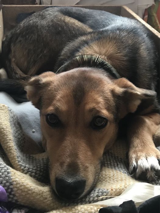 Собачка, дівчинка в добрі ручки!