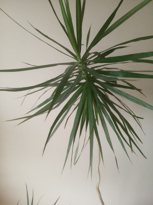 Piękny kwiat dracena 170 cm