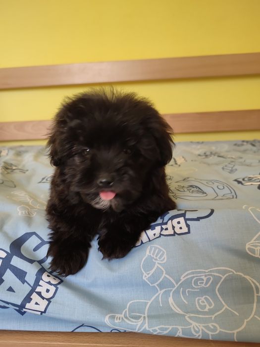 Мальтіпу супер щенки