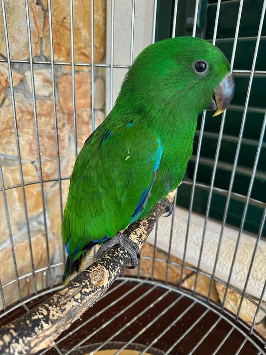 Papagaio Ecletus Macho