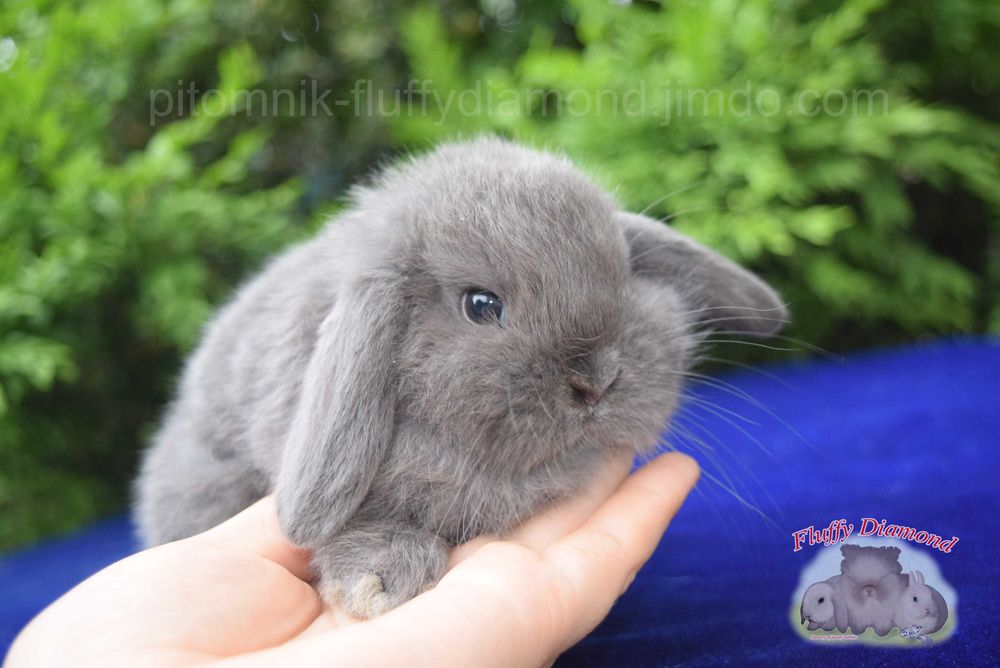 Сейчас есть большой выбор вислоухих крольчат NHD. Кролик из питомника