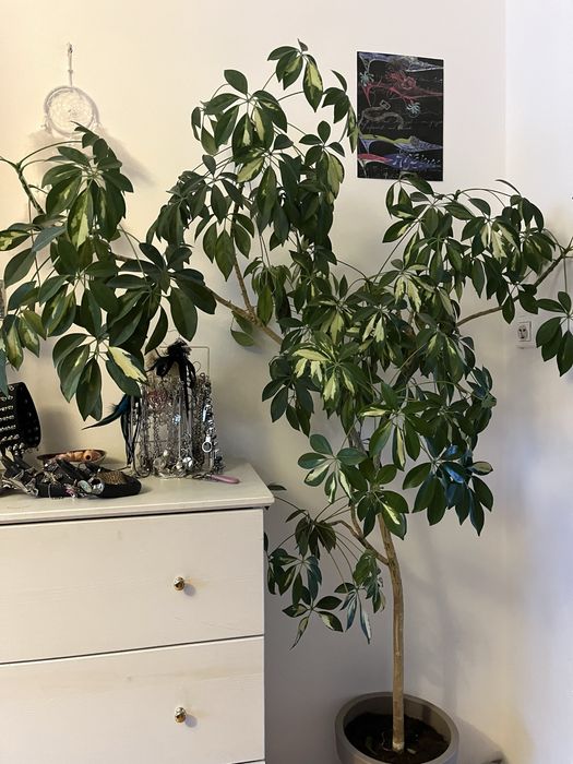 szeflera parasolowata drzewkowata wysoka duży kwiat kwiatek drzewo