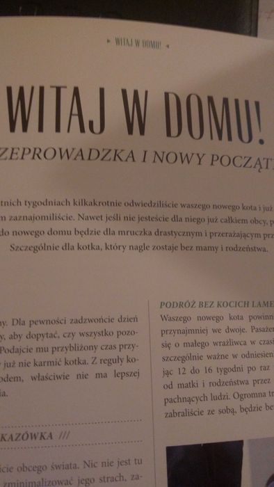 Koty. Wszystko co musisz wiedzieć