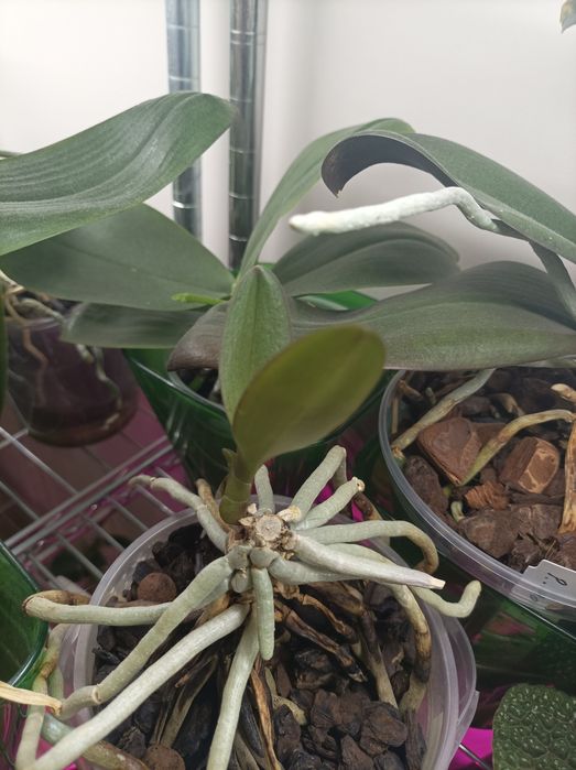 Орхидея фаленопсис сортовая Азия, детка на пне