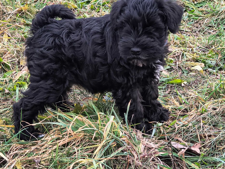 Sznaucer miniaturka czarna sunia