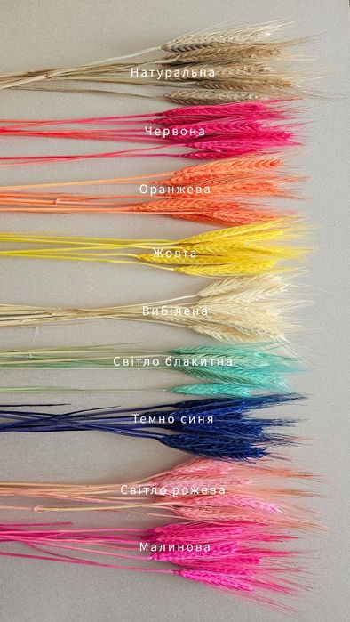 Пшениця різнокольорова з вусиками та без