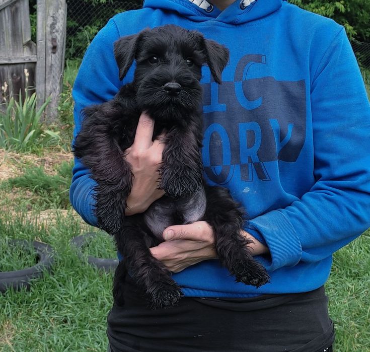 Цвергшнауцер цуценята чорного забарвлення