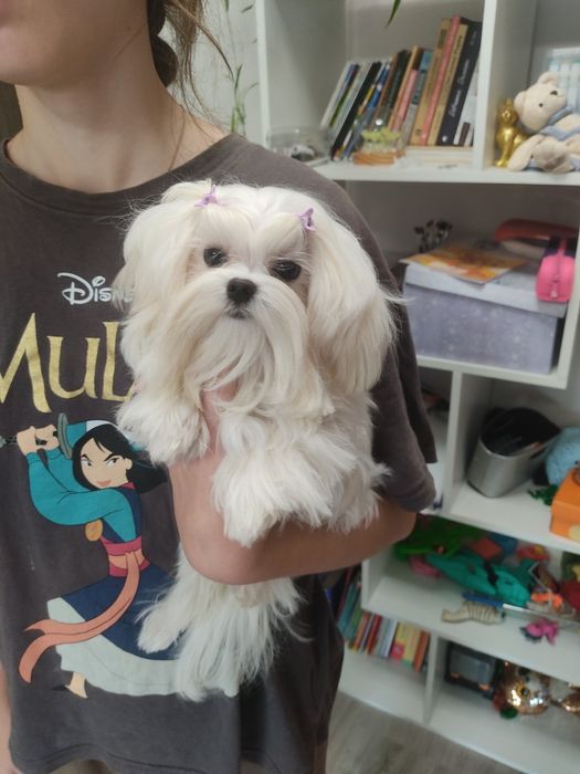 Справжня Міні міні Мальтезе КСУ