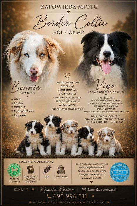 Chłopiec border collie