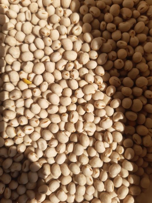 Pszenżyto jare.żyto.łubin.nostrzyk.seradela.facelia.peluszka.owies