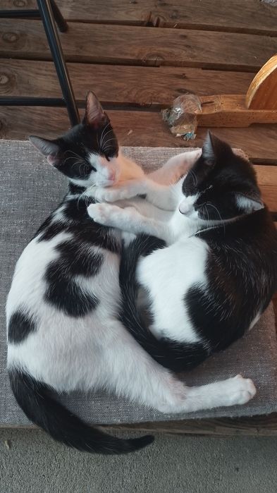Animais para adoção