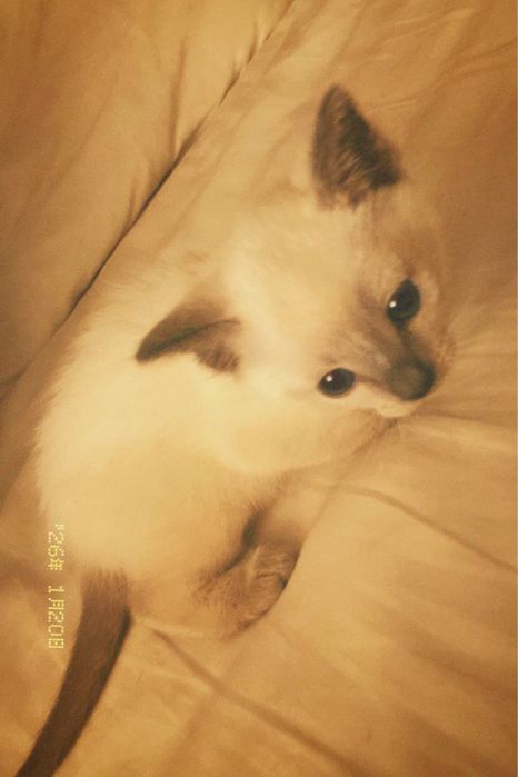 Мальенкий котенок порода сиамская блу пойнт