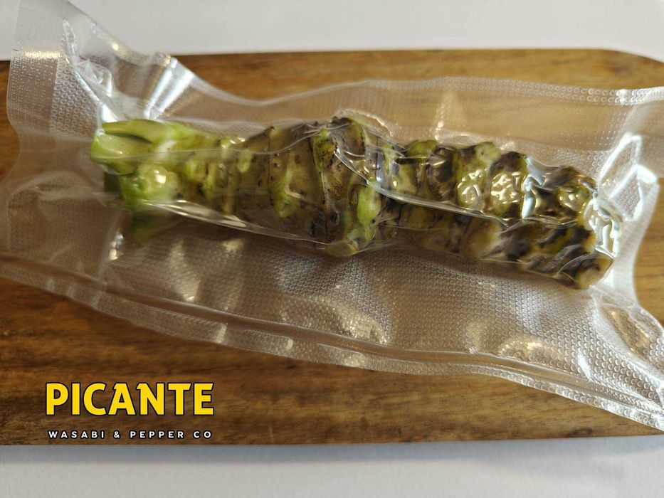 Wasabi Fresco (Rizoma Japonês)