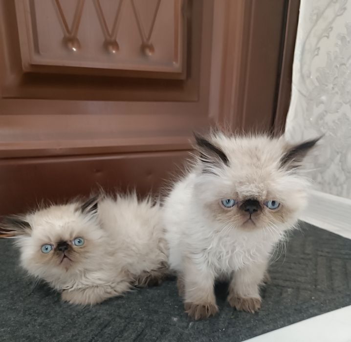 Девочка и мальчик Персы