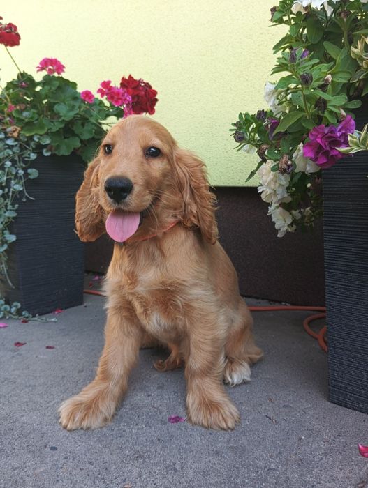 Piesek  Cocker spaniel