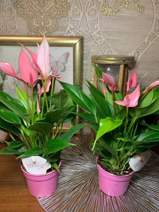 Антуриум  Лілі --міні сорт