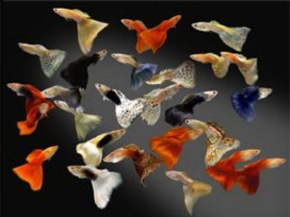 Продам аквариумных рыбок