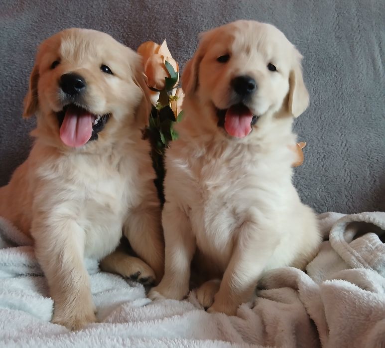 Golden Retriever z rodowodem
