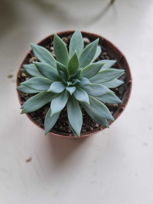 Дудлея. Красивый суккулент. Для флорариума