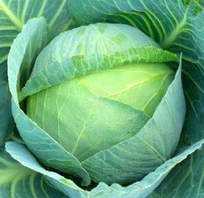 Sprzedam kapustę w główkach lub szatkowaną z własnego gospodarstwa