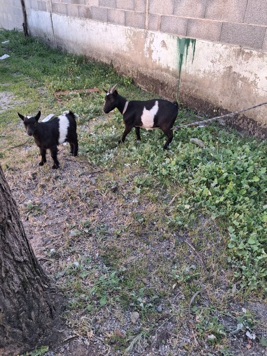 Casal anas mae e filho
