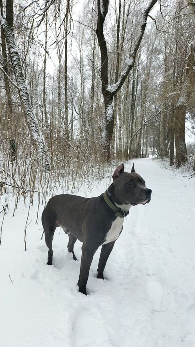 Американський піт-бультерєр стафф пітбуль шукає наречену в'язка Ковель