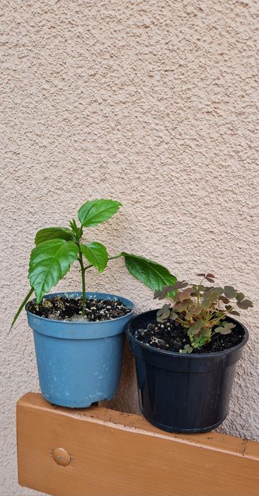 Hibiskus czerwony pełny oraz szczawik Oxalis vulcanicola burgundy