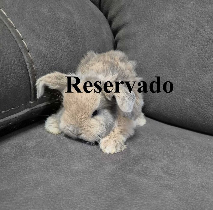 Mini Coelho Loop – Fêmeas Disponíveis