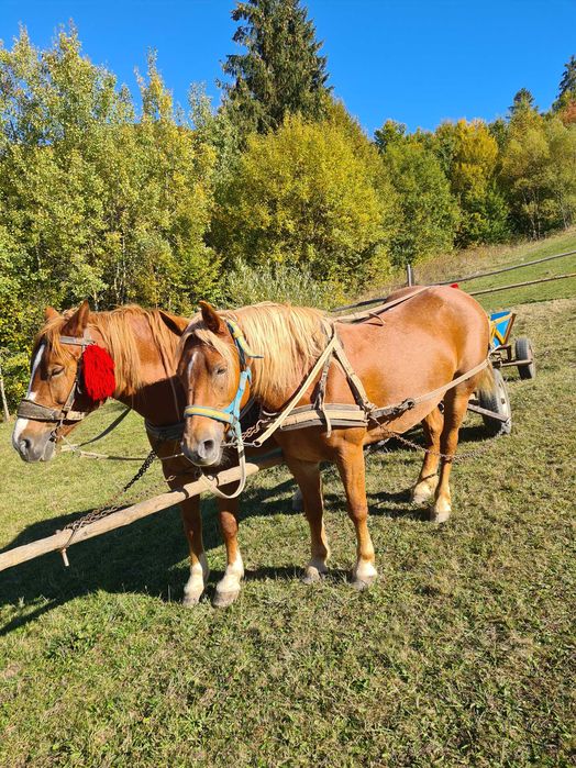 Продається кобила