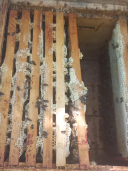 Продаю бджолопакети