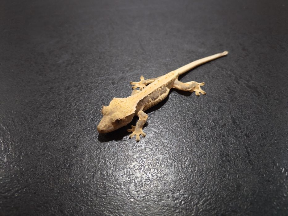 Gekon Orzęsiony Lilly White / Crested Gecko