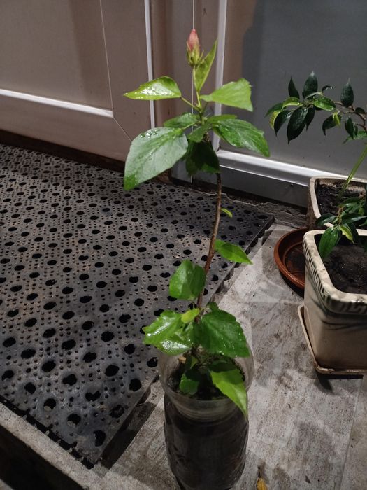 Гибискус комнатный