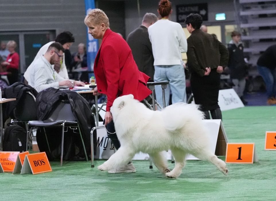 Samoyed szczenię *suczka*  ZKWP FCI