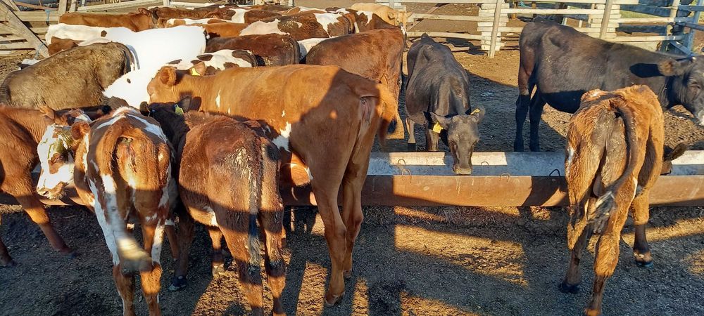 Продам дойное стадо, молодняк больше 80 голов.